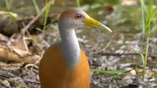 Russet-naped Wood-Rail