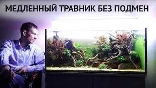 Медленный травник в офисе. 2 месяца без подмен