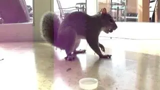 Squirrel stocking food