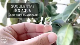 Plantas suculentas en agua - cómo cuidarlas