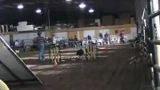 Robin agility trials