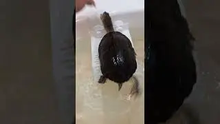 опасная черепаха
