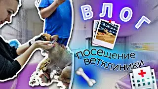МОЯ ЖИЗНЬ👉🏻ПОЕЗДКА на МАСТЕР-КЛАСС💃БУДНИ ВАЛИ🐶