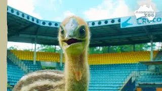 Our southern cassowary's big debut! | Australia Zoo Life