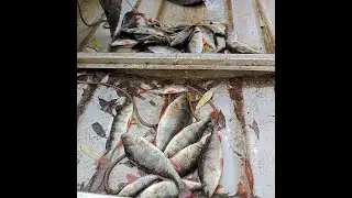 Октябрь,Согожа,Окунь