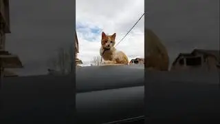 Прилепско маче