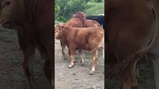 Мясные породы крс