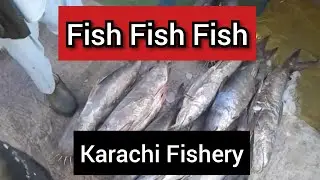 Karachi Fisheries part 2 || Latest rates of Fish || pakistan