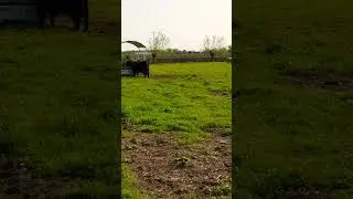 Do Highland cows make good pets