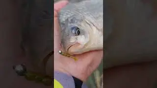 Караси на МОРМО 😉💪 #Shorts