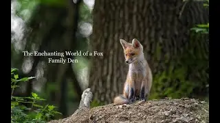 Whispers of the Wild: The Enchanting World of a Fox Family Den