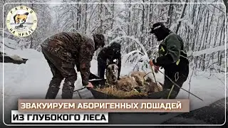 Продолжаем поиски Башкирских лошадей | Вывозим из лесу маленьких жеребят | Деревенские будни