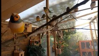 My New Aviary with Water Feature - Finches - Parakeets and Sparrows