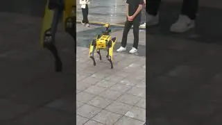 robot dog