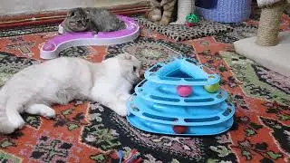 DSCN8517Кремовый вислоухий котик