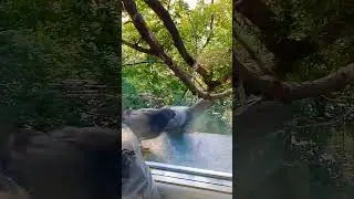 Стёпа пришёл и ушел,а голуби остались#2024#squirrel#animals#белка#голубь