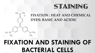 Staining method: Fixation & staining of Bacterial cells/Heat & Chemical fixation/Basic & acidic dyes