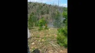 Burning tree falls after lightning strike