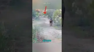 Este dóberman se topó con una manada de coyotes. 