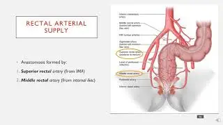 The Arterial Supply of the Rectum in less than 1 minute
