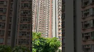 Concrete Jungle in Hongkong🇭🇰 #shorts #hongkong #travel