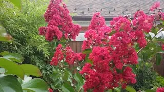 Lagestroemia and other plants in my garden!