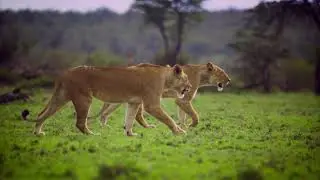 Pair of Lionesses Walking Together