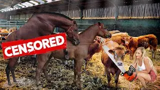 What is the horse's...Farm 