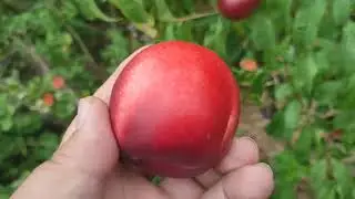 New! Nectarine Emeraude (Франція) Нектарин біломясий Емерод. Смакові якості та товарність плодів100%