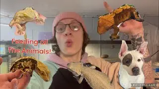 A Day In The Reptile Room! ￼