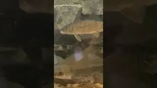 Minnesota River Fish Species