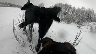 Cute puppies playing in the snow POV