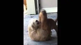 Dogs fighting. Gay dogs