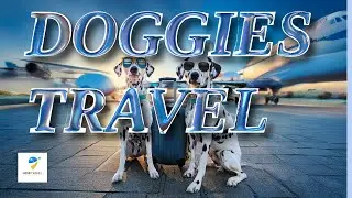 Holiday Hounds  Traveling with Dogs🐶