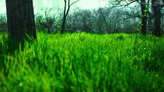 Spring Morning 🌿 Birdsong in the Forest Relax Video 