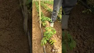 Tomato Farming 