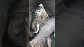 На рыбалке. Ловля щук.#Shorts #Рыбалка
