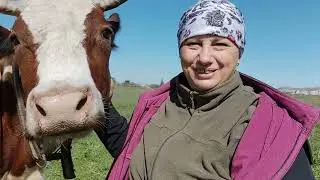 Пастухи потерялись Что за непруха  С начало телефон Потом пастухи