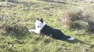 Observa y aprende sobre Comportamiento canino - Manada Edogs