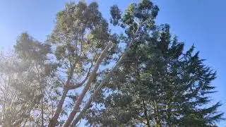 Tree cutting  - Edin and the team cuts my back garden tree in quick time
