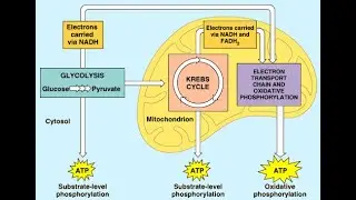 Electron Transport Chain