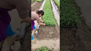 Corn Seedlings Are Ready For Transplanting 