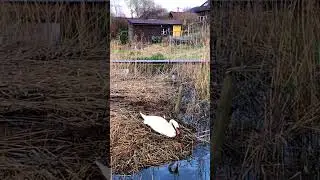 Swan build a nest. Лебедь строит гнездо 