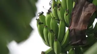 A Moment with some new Bananas