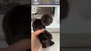 Вы уже сшили Чебурашку?
