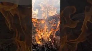 fire 🔥      #short
