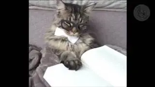 Попробуй не засмеяться 3.. Весёлые животные.. Приколы с котами 2017