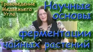 Научные основы ферментации чайных растений 