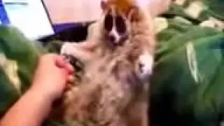 УЗБАГОЙСЯ