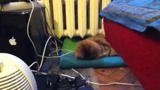 The beast's awakening